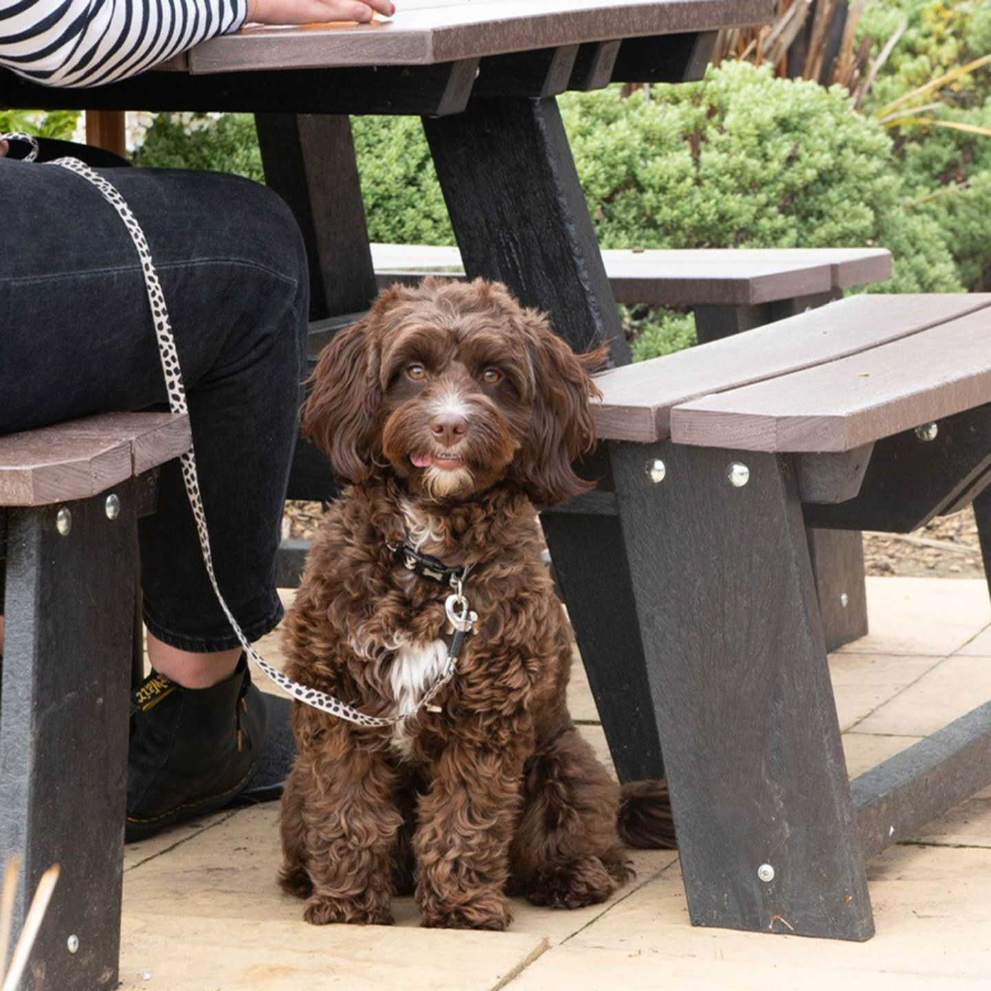 Your local dog friendly pub in Talke